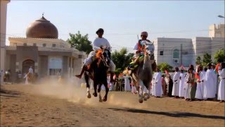 ركض عرضة  همبل خيل Horses ran  Oman [upl. by Namijneb]