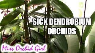 How to deal with sick Dendrobium orchids  rotting roots and pseudobulbs [upl. by Brey]