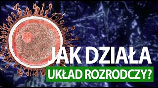 Jak działa człowiek UKŁAD ROZRODCZY tłumaczenie PJM [upl. by Airdnua977]