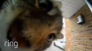 Smart Kitty Triggers Ring Doorbell To Be Let Inside  RingTV [upl. by Ahsinrats]