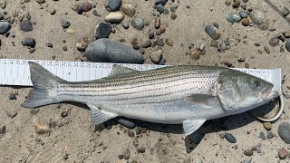 striped bass striper stripedbass massachusetts cow fishing NewInlet marshfield shimano [upl. by Deedahs136]