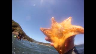 Crabbing Scuba Diving Northern Cal Bodega Bay [upl. by Chrissie]