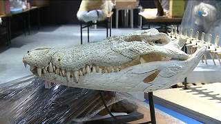 Bordeaux  préparatifs réouverture du Muséum d Histoire naturelle [upl. by Nahtaj]