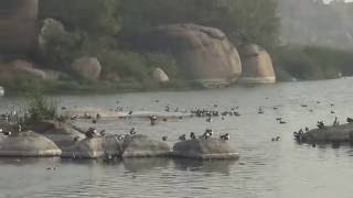 Pragathi Nagar Lake Bird Watching  Amber Cheruvu [upl. by Bordiuk838]