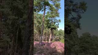 How beautiful this pineryLove blueberries bushes Frensham pond one of my favourite places 💜 [upl. by Rosamund]