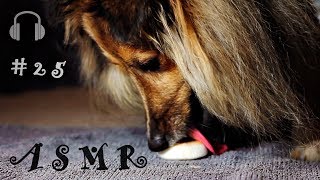 ASMR 25 Peanut Butter Ice Cream Eating Sounds Sheltie Dog Shetland Sheepdog [upl. by Maillij]