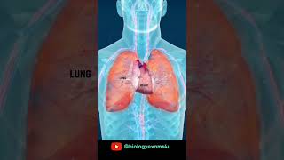 Heart amp Lungs doctor animation science biology biologymajor [upl. by Marve797]