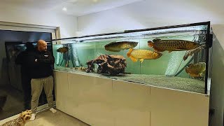 Amazing Monster Arowana Tank  Feeding Big Golden Arowana Fish [upl. by Free]