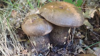 Le Bolet des peupliers ou Bolet rude des trembles Leccinum duriusculum fo robustum [upl. by Maryanna650]