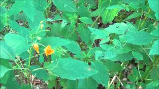 EdibleMedicinal PlantsJewelweed [upl. by Zeena893]