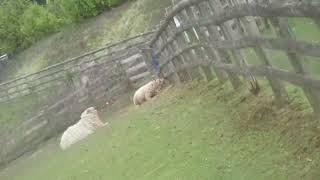 Horses Sheep And Seagull At Cofton Farm [upl. by Craner7]