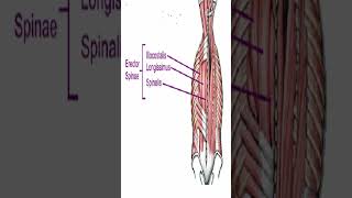 Anatomy Erector Spinae AKA Paraspinals Shorts [upl. by Fabian]