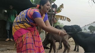 🌺Buffalo milking by hand indian women beautiful village real life blog 🌺 [upl. by Nnylorac]