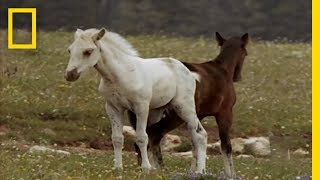 Wild Horses Kick Butt  National Geographic [upl. by Moise]