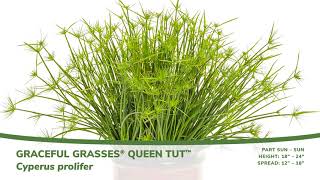 Graceful Grasses Queen Tut Cyperus [upl. by Lewes]