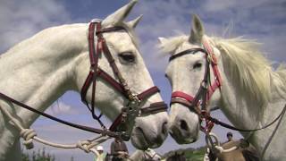 Transhumance des chevaux dEQUILibre [upl. by Ennayrb]