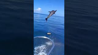 Why Dolphins Do Daring Jumps 🐬🐬 [upl. by Trescott]