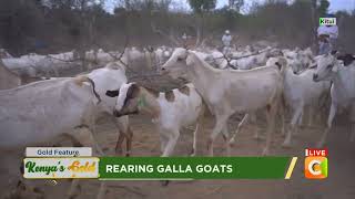 Kenyas Gold  Rearing Galla Goats  Gold feature [upl. by Noitsuj]