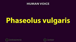 How To Pronounce Phaseolus vulgaris [upl. by Teplitz75]