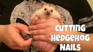 Hedgehog Care How to Cut a Hedgehogs Nails Smoosh Method  feat Draco [upl. by Ahseinar6]