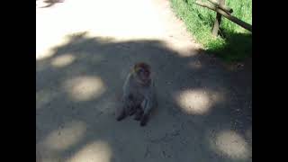 Natur Zoo Rheine im Affenwald am Sa den 26052012 [upl. by Pergrim]