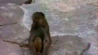 Susto do macaco [upl. by Riti]