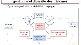 TSBilan chapitre21  La reproduction sexuée et la stabilité du caryotype [upl. by Elleinnod109]