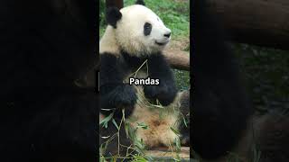 Panda Surprise Did You Know [upl. by Dix]