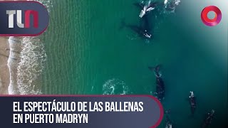 TelenueveCentral  EL ESPECTÁCULO DE LAS BALLENAS EN PUERTO MADRYN [upl. by Shayne]