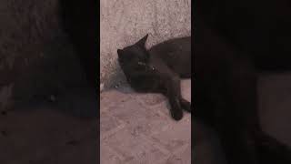 Why I do not like black cats Bad luck [upl. by Nallek]