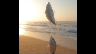 Ansteys Beach 27 April 2023 by Fishing and Outdoors [upl. by Aimit891]