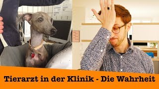 Tierarzt in der Klinik  Die Wahrheit über Arbeitsbedingungen und Gehalt [upl. by Nannerb380]