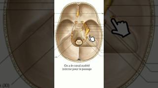 Les nerfs craniens passant par la base du crane anatomy medecine science anatomie doctor crane [upl. by Yorgos647]