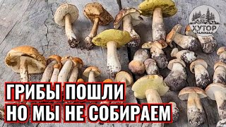 МЁД ГРИБЫ И КРОЛИКИ КАК МЫ ОТДЫХАЕМ НА ХУТОРЕ [upl. by Simone452]