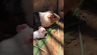 Porquinho da Índia e seus filhotes🐹❤️🥰 porquinhodaíndia filhotes pets guineapig funny cute [upl. by Coplin607]