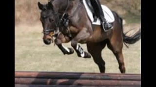 wwwsporthorsesonlinecom Top eventer  allrounder pony [upl. by Pussej892]