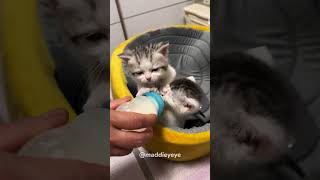 Sweetest kittens you’ll ever see cat kittten cutecat funnycats [upl. by Durarte]