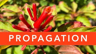 FIREBUSH PROPAGATION  Florida Native Plants [upl. by Hilten319]