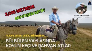 YAYLADA ATA BİNMEK HARİKA  KEÇİLER KOYUNLAR ATLAR VE KÖPEKLER [upl. by Meek209]