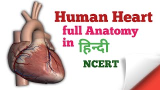 Human Heart full Anatomy  मानव हृदय की संपूर्ण रचना [upl. by Leirbaj]