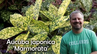 Aucuba japonica Marmorata [upl. by Nazay]