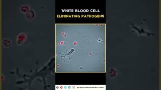 How White Blood Cells Defend Your Body Against Infections 🛡️  Boost Your Immune System Naturally 💪 [upl. by Magdalene]