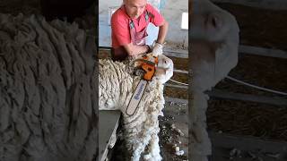 Dangerous shearing of the ram 😱 [upl. by Faletti]