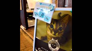 Tokyo Kichijoji 👍 Cat playing ♪ 💖BREAK TIME🍹 SHORTS JAPAN walk [upl. by Leban]