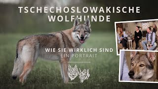 Tschechoslowakische Wolfhunde  Wie Sie wirklich sind  Ein Portrait [upl. by Aicilas811]