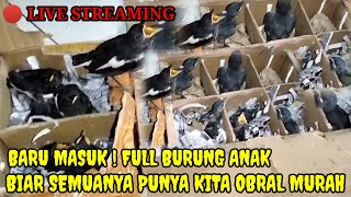 🔴 BIAR SEMUANYA PUNYA  BANYAK BURUNG ANAKAN SEMUANYA DIJUAL MURAH 083875536945 [upl. by Alfredo]