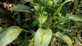 Orquidea in situ Acianthera capensis pleurothallis casapensis [upl. by Fillbert]