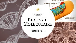 Biochimie  Biologie moléculaire Les acides nucléiques [upl. by Berliner]