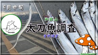 【タカシの釣り】《和歌山》太刀魚・青物調査9月中旬 [upl. by Pudens]