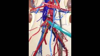 Anatomy Vascular Model  veins and arteries [upl. by Barton494]